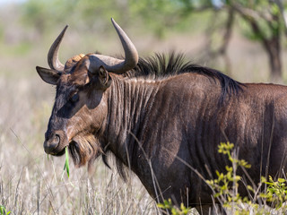 blue wildebeest