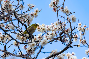 梅の蜜を吸うメジロ