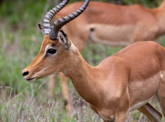 impala in south africa
