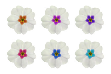 Primula, primrose flower on white. Set of 6 white flowers with different center color. To design with flowers for packaging, cards, greetings, offers, beauty, herbal, cosmetics, spa. Realistic vector