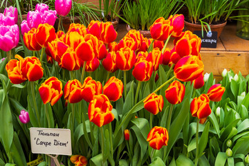 Beautiful red and yellow tulips (Carpe Diem  species)