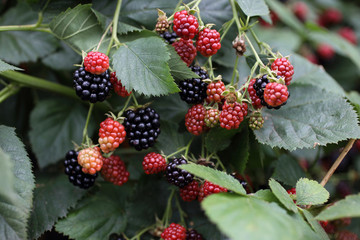 Growing blackberry on plant. Harvest