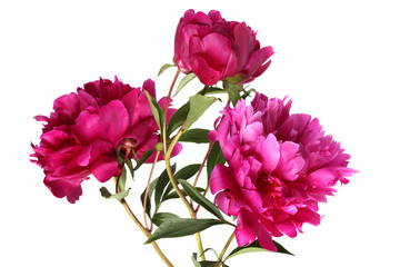 Three peonies. Bouquet isolated on white