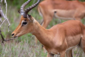 impala in africa