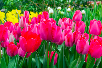 Beautiful red and yellow tulips (Niigata  species)