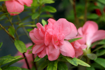 Fototapeta premium Tropical exotic azalea flower blooming in jungle. Red and pink flowers.