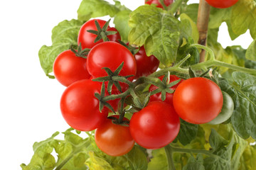 Growing red cherry tomatoes isolated on white