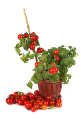 Cherry tomato growing in pot
