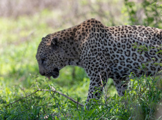 leopard