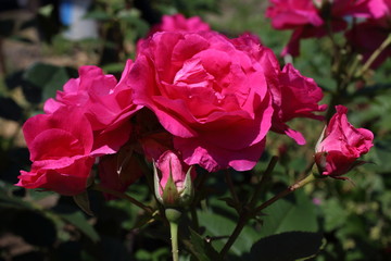 Pink rose in garden. Northern variety