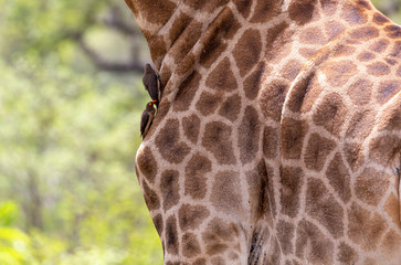 red billed oxpecker