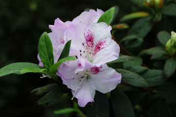 White and purple tropical exotic azalea