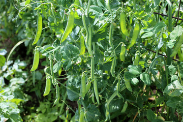 Growing pea. Young flowers and pods