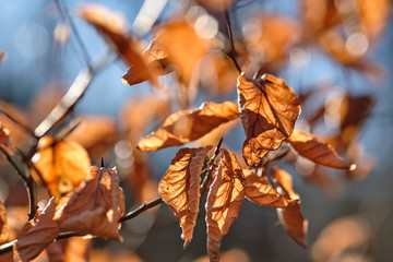 Beautiful close-up of dry and wrinkled brown autumn leaves of a beech tree in the sunlight. Seen in Germany in February