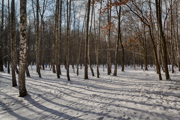 Sunny day in a snowy park. Nature