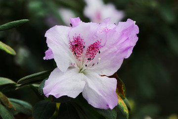 White and purple tropical exotic azalea