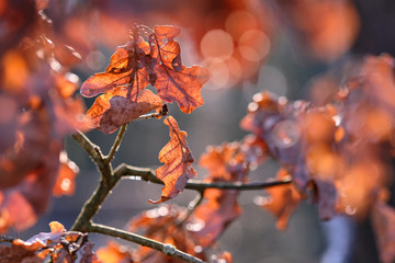 Beautiful close-up of dry and wrinkled brown autumn leaves of an oak tree in the sunlight. Seen in Germany in February