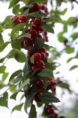 Nanking cherry. Far eastern delicacy