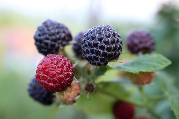 Growing black raspberry (Rubus idaeus)