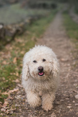 crema caniche mirando a c&aacute;mara