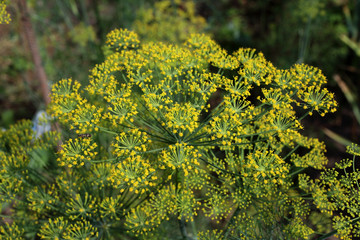 Dill blossom. Yellow little flowers