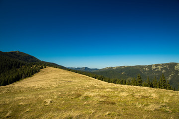 Carpathian mountains landscape highland plateau ground and forest background scenic view in clear weather summer time day