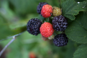 Growing black raspberry (Rubus idaeus)