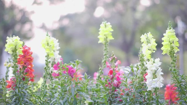 Dragon tail flowers are colorful, beautiful, with various colors and blurred backgrounds.