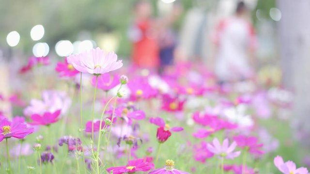 Pink flowers that are naturally beautiful outdoors