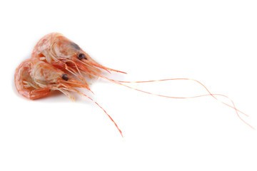 Shrimps isolated on white. Fresh sea food