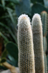 Exotic and tropical cactus plant. Grows in the desert and the jungle.