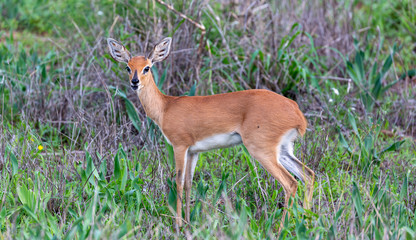 steenbok