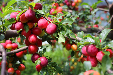 Growing plums on tree. Harvest