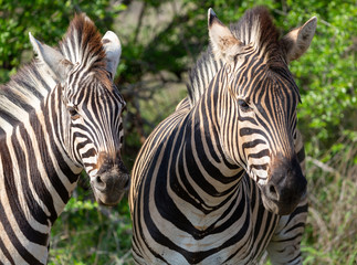 Obraz na płótnie Canvas zebra pair
