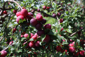 Growing red plums in garden