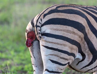 Gordijnen gewonde zebra © Bruce