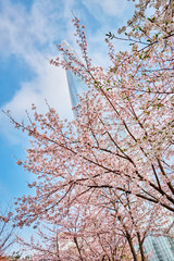 Blooming sakura cherry blossom alley in park