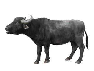 Carpathian buffalo isolated on a white