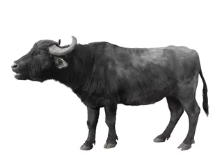 Foto op Plexiglas Karpatische buffel geïsoleerd op een witte © fotomaster