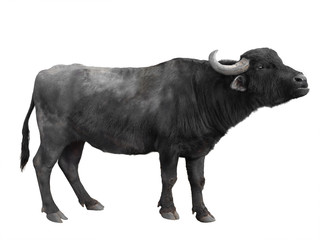 Karpatische buffel geïsoleerd op een witte