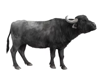 Printed roller blinds Buffalo Carpathian buffalo isolated on a white