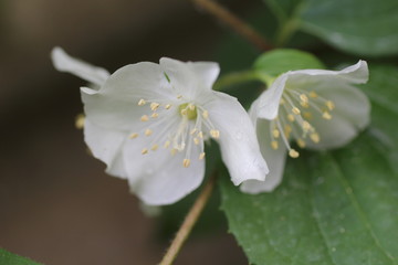 Sweet Mock Orange (English Dogwood, Philadelphus coronarius)