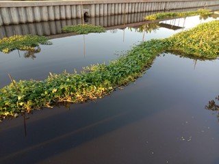 Obraz premium Morning glory clump green fresh vegetable isolated on water surface background closeup in the canal.
