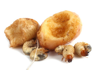 Chafer larvas are eating potato