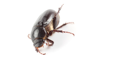 Cockchafer isolated on white background