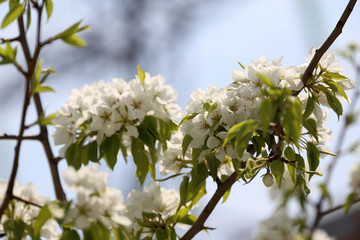 Pear blossom. Beautiful white flowers