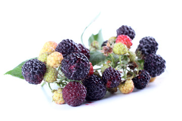 Group of black raspberry (Rubus idaeus)