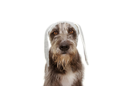 Funny Easter Dog Puppy. Sheepdog With Rabbit Ears Costume Hat. Isolated On White Background.