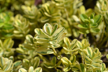 Variegated Hebe