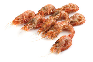 Argis lar (kuro shrimp, Northern Argid). Pacific shrimp